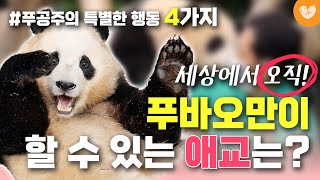 푸바오의 특별한 행동 4가지｜푸공주만이 할 수 있는 애교의 정체 🐼 습관과 강바오 피셜 이유 [upl. by Laure]