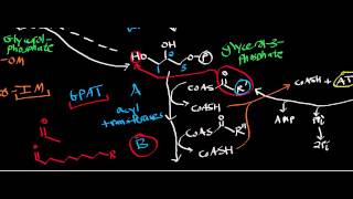 Biochemistry  Biosynthesis of Phosphatidate from DHAP amp Glycerol [upl. by Iana]