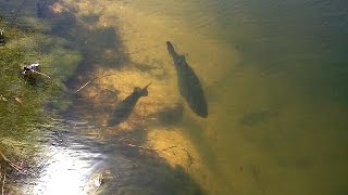 BED FISHING Lake Fork  Texas Bass Fishing Day 2 [upl. by Kragh616]