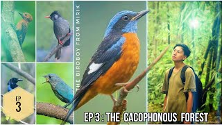 The Birdboy  Episode 3  The Cacophonous Forest [upl. by Berkie]