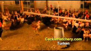 Turken Naked Neck Chicken Breed Breeder Flock  Cackle Hatchery [upl. by Eedyaj]