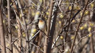 【野鳥】Redbreasted Flycatcher ニシオジロビタキのオス（Ｈ29112）③ [upl. by Haila876]