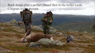 Reinsjakt 2016 Reindeer hunting NORWAYRentierjagt [upl. by Azelea]