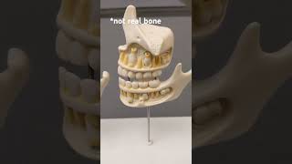 science anthropology skeleton osteology bones anatomy [upl. by Attoynek]