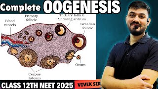 Oogenesis  Gametogenesis  Human Reproduction class 12  Part6  by Vivek Sir [upl. by Follmer]