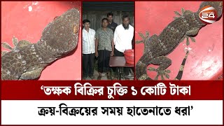 খুলনায় একটি তক্ষকসহ ৪ জন আটক  Tokay Gecko  Khulna  RAB  Wild Animal  Channel 24 [upl. by Inhsor]