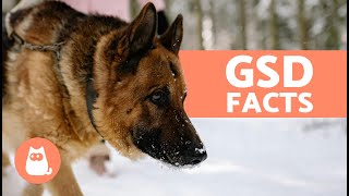 10 THINGS You Didnt KNOW About the GERMAN SHEPHERD 🐕 Surprising GSD Facts [upl. by Ahsiya552]