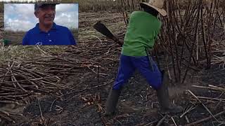 incêndio no canavial os trabalhadores pegaram firme só que o sol está muito quente [upl. by Blondy147]