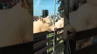 Charolais Expo Prado 2024 [upl. by Ailel250]