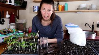 Growing a Successful Garden  Could You Benefit from Mycorrhizae [upl. by Artemas]