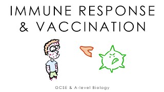 Viruses Immune System amp Vaccines  Biology GCSE amp Alevel [upl. by Naillik]