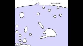 Membrane Traffic [upl. by Aiyt]