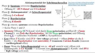 Herzrhythmusstörungen 1 Aktionspotential der Schrittmacherzellen im Sinus und AVKnoten [upl. by Eagle291]