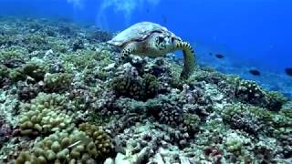 Plongée Polynésie avec Top Dive à Rangiroa Fakarava et Bora Bora [upl. by Ricarda839]