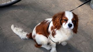 What is a Cavalier King Charles Spaniel [upl. by Conway]