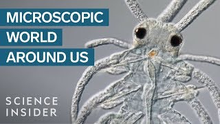 AwardWinning Footage Of The Microsopic World Around Us [upl. by Edina]