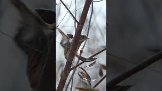 Savannah Sparrow gets blown away by wind [upl. by Adila]