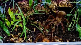 Theraphosa stirmi mating Burgundy Goliath Birdeater [upl. by Penney]