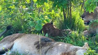 Mhangeni Lion Pride on Young Buffalo Kill at Savannah Sabi Sands  12 January 2024 [upl. by Kostival]