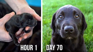 Lab Puppies Growing from 1 Hour to 70 Days  A Documentary [upl. by Nnalyrehc]