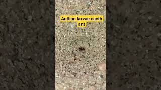 Antlion antlion [upl. by Nattie]