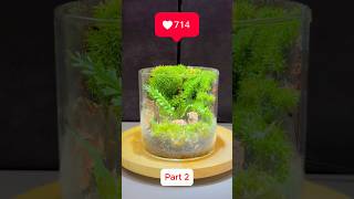 Lively TERRARIUM tips part 2 for BUSY PEOPLE terrarium diyterrarium easyterrarium moss [upl. by Arabrab854]