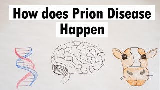 Prion Disease  How does Prion Disease Happen [upl. by Ahsirek206]