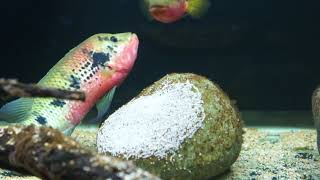 Wild Caught Hemichromis Fasciatus pair Lake Volta spawning [upl. by Metzgar]