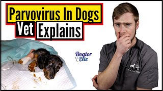 You NEED To Do This If You Want To Save Your Dog Suffering From Parvo  Vet Explains [upl. by Ecirted]