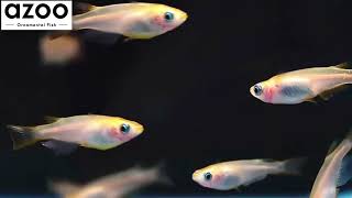 Medaka wild type pure line breeding  Oryzias latipes  日本青鱂魚 [upl. by Banebrudge761]