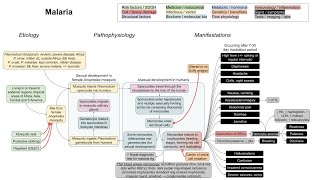 Malaria mechanism of disease [upl. by Ahsikram]