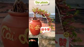 Lovely Flowering Plant shorts diy portulaca flowers plants [upl. by Shannan127]