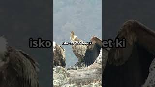 SOME BIRDS FLY AT ALTITUDES ABOVE 29000 FEETknowledgefact jadugar ytshorts [upl. by Treborsemaj231]