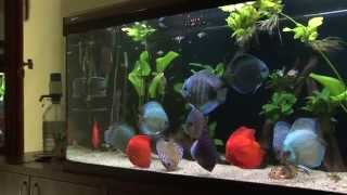 Discus aquarium 620 l [upl. by Elocal]