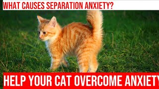 Managing Separation Anxiety in Cats Practical Tips for Pet Owners [upl. by Dlared131]