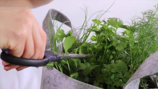 How to Harvest Cilantro [upl. by Conyers]