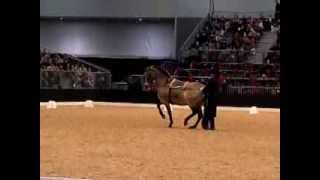 Bastiaan de Recht Barock show cup 2013 Pferd und Jagd [upl. by Nicholson372]