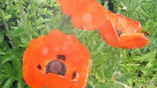 How to Grow Poppy [upl. by Cestar859]