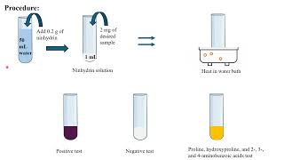 Exp 24 Shriner Book Ninhydrin Test [upl. by Fairfield]