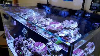 Red sea REEFER 250 week 5 update Part 1 [upl. by Scarlet691]