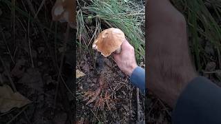 Boletus Edulis 2024🍄🍄🍄 [upl. by Aria]