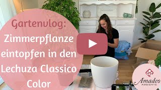 Zimmerpflanze eintopfen in den Lechuza Classico Color  Gartenvlog Amadeo Ambiente [upl. by Fortier]