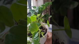 Easy heart leaf philodendron propagation and soil mix [upl. by Nortyad]