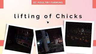 Lifting of Chicks EC Poultry Farming [upl. by Armalda697]