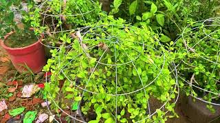 How to make ball topiary plant in Nursery Hindi [upl. by Latoniah614]