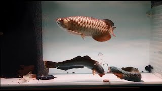 Channa Barca Attack Arowana Fish  Best Fighting Scene of Snakehead Fish [upl. by Henrion]