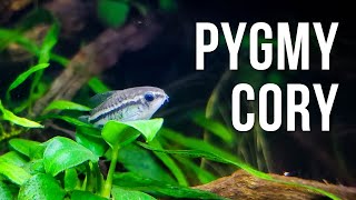 Pygmy Corydoras Care Guide – Breeding Food and More [upl. by Inohtna]