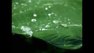 Best Rain Video  Natural Videos  Rain Video Clips [upl. by Yasmar803]