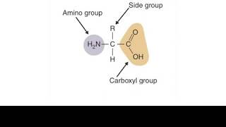 Decarboxylase deaminase test Amino acid metabolism [upl. by Merdith37]