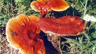 Napló  Ganoderma  Pecsétviaszgomba gyógyhatásai [upl. by Ordnajela]